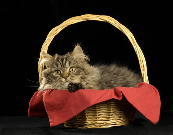 Persian Crossbreed Cat Wooden Basket — Stock Photo, Image