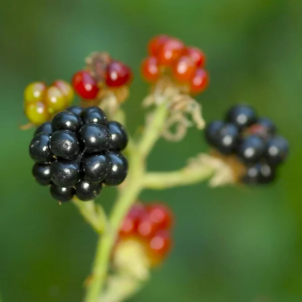 Gros Plan Blackberry Frais — Photo