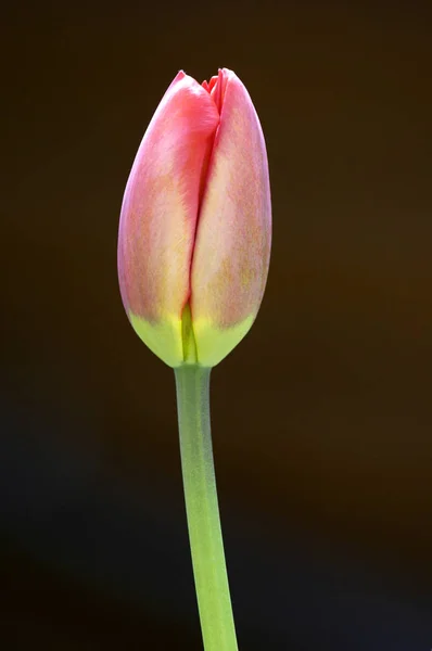 Uma Única Flor Tulipa Bonito Aromático Tulipa — Fotografia de Stock