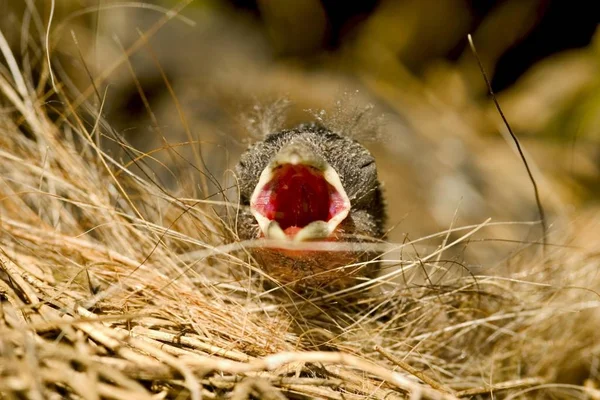 Nesten met hongerige vogeltje — Stockfoto