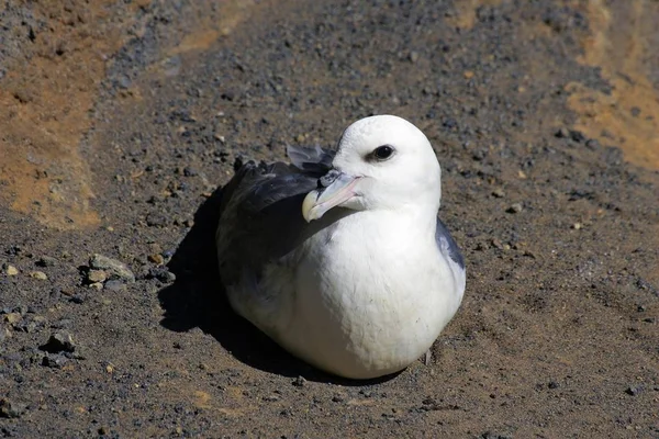 Fulmar Pájaro Sentado Fulmarus Glacialis — Foto de Stock