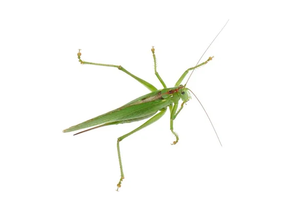 Bush Cricket Tettigonia Viridissima Terisolasi Latar Belakang Putih — Stok Foto