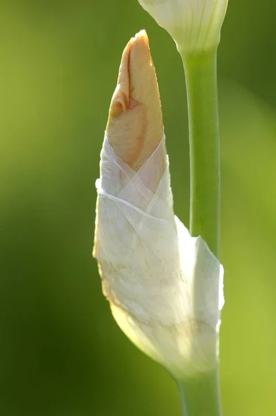 虹膜小蠊芽花 — 图库照片