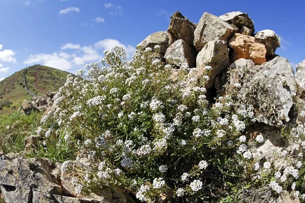 Hierba Rabia Lobularia Canariensis Marginata Fuerteventura Islas Canarias — Foto de Stock