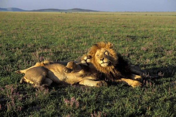 Tres Leones Luz Mañana Panthera Leo Masai Mara Kenia —  Fotos de Stock