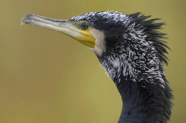 Phalacrocorax Carbo — 스톡 사진