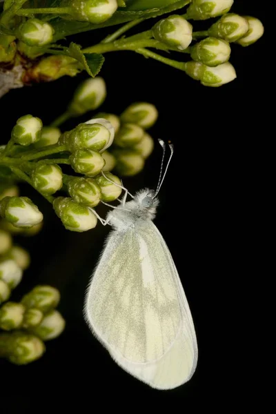 Blanc Bois Leptidea Sinapis — Photo