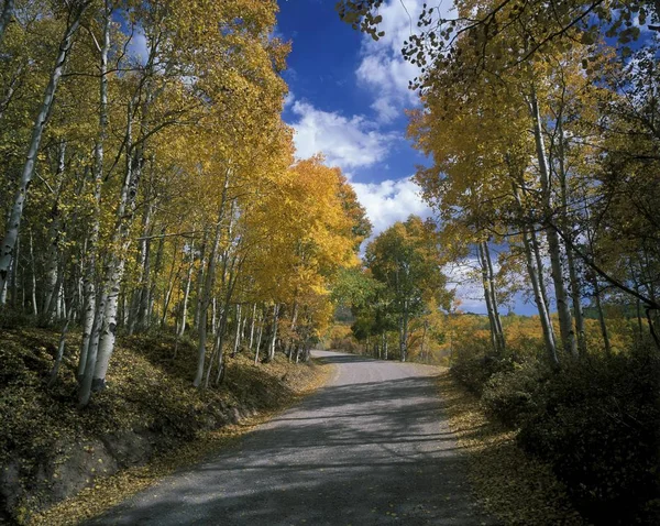 Eua Utah Wasatch Range Fishlake National Forest Aspens Folhagem Outono — Fotografia de Stock