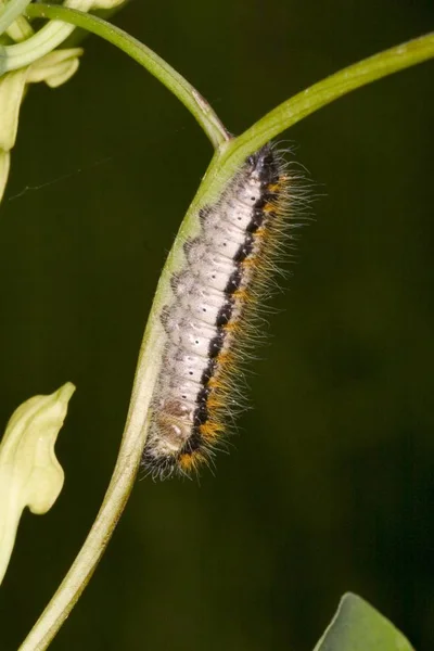 Caterpillar Allancastria Cerisy Από Φύλλο — Φωτογραφία Αρχείου