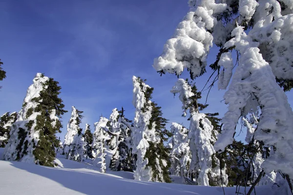 Ramitas cubiertas de nieve en el bosque de invierno — Foto de Stock