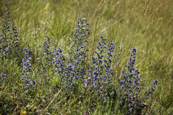 Niebieski Chwastów Niemcy Bugloss Żmijowiec Zwyczajny — Zdjęcie stockowe