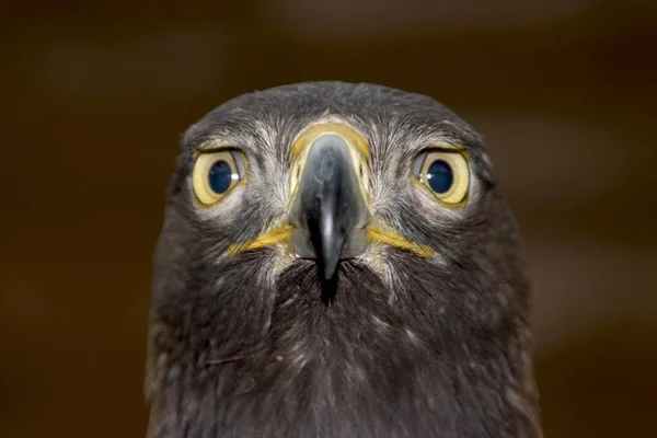 Pájaro águila real — Foto de Stock