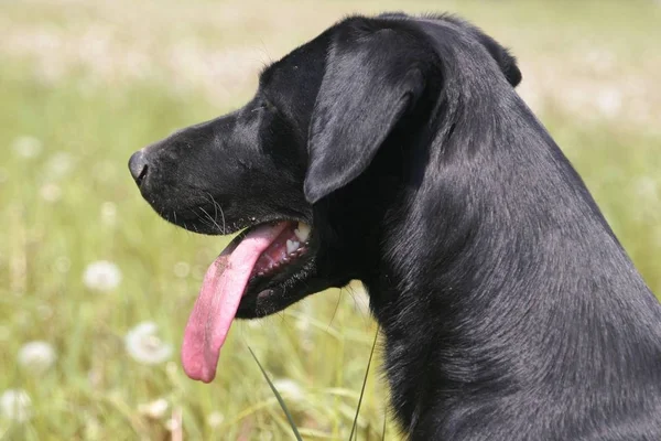 Preto Labrador Retriever Cão — Fotografia de Stock