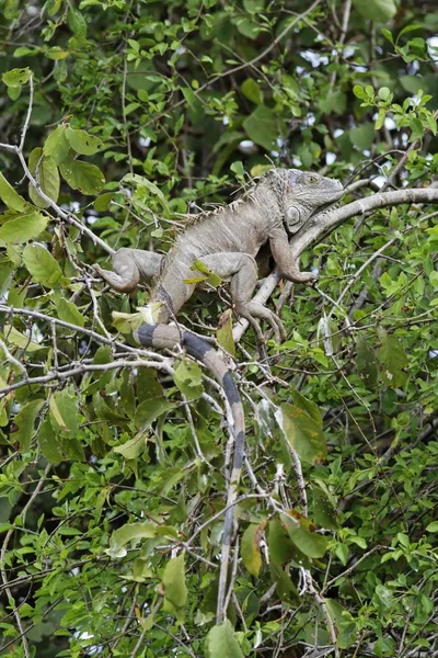 Iguana Verte Assise Sur Arbre — Photo