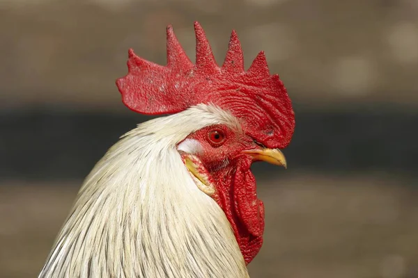 domestic Cock bird