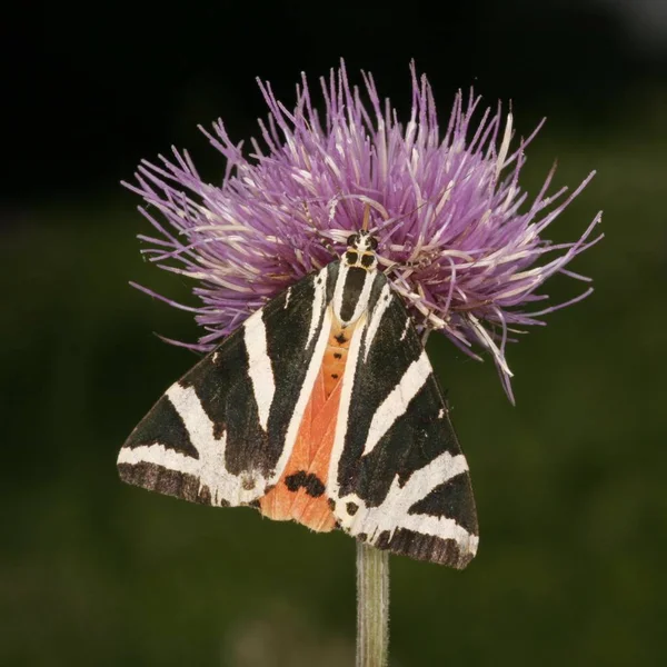 Farfalla Euplagia Quadripunctaria Fiore Viola — Foto Stock