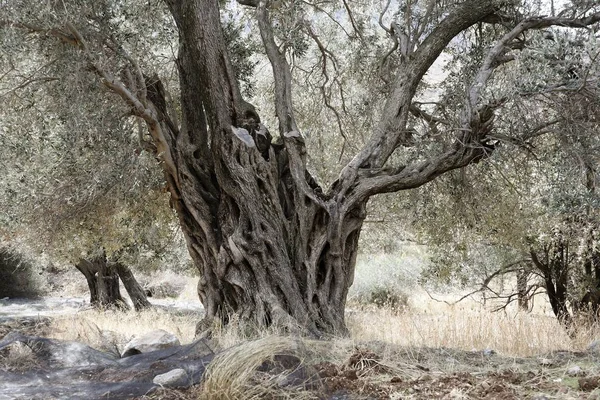 Γέρικη Ελιά Κρήτη Ελλάδα Ευρώπη — Φωτογραφία Αρχείου