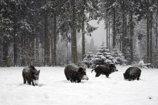 Vildsvin som grisar i vinter skog — Stockfoto
