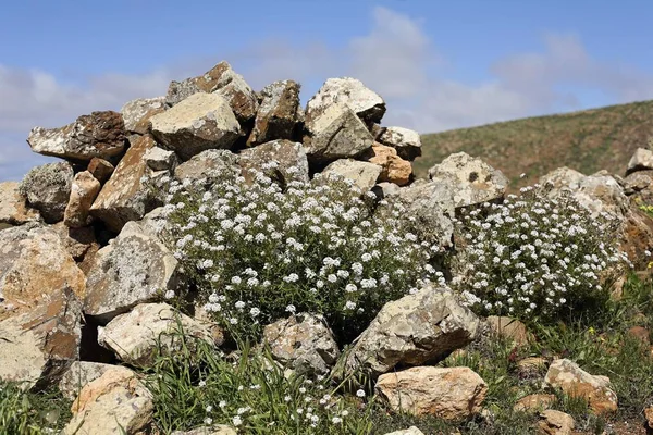 Hierba Rabia Lobularia Canariensis Marginata Fuerteventura Canary Islands — Stock Photo, Image