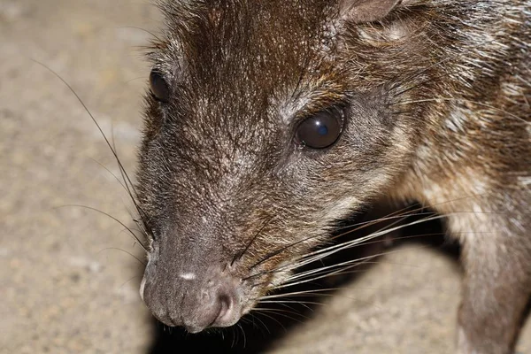 Paca Agouti Paca Cuniculus Paca Costa Rica Noord Amerika — Stockfoto