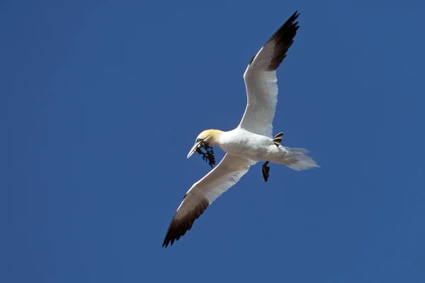 Flying northern gannet bird, Sula bassana