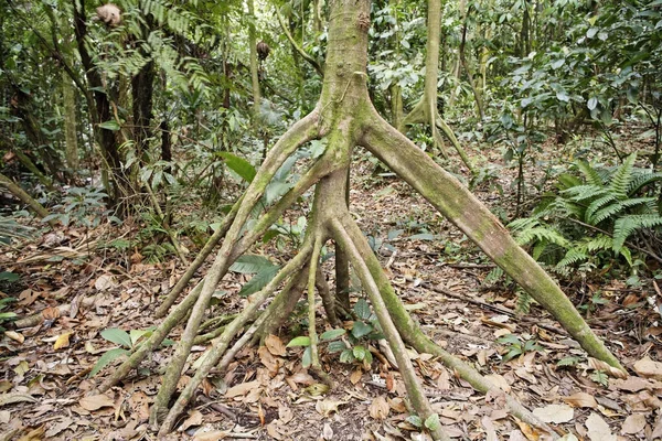 Árvore Parque Nacional Arenal Costa Rica América Norte — Fotografia de Stock