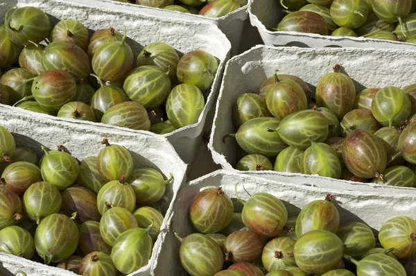 Freshly Picked Green Gooseberries Baskets — Stock Photo, Image