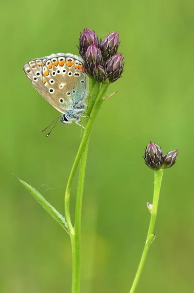 Gewöhnlicher Blauer Schmetterling — Stockfoto