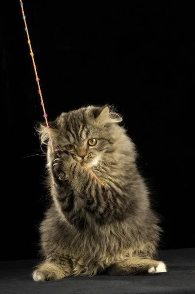 페르시아 고양이 스튜디오에서 — 스톡 사진
