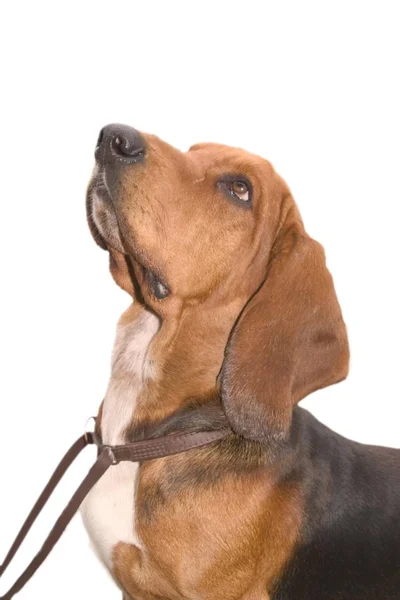 Basset Brauner Hund Schaut Auf — Stockfoto