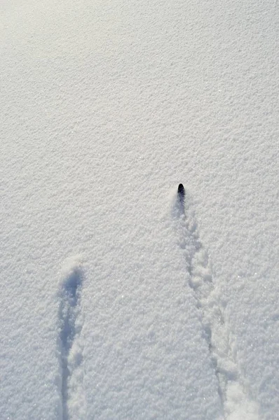スキーのヒントで雪の地面 — ストック写真