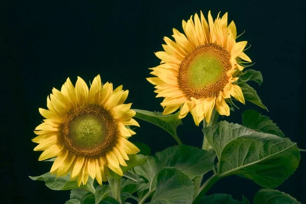 Belle Fleur Jaune Tournesols Isolés Sur Noir — Photo