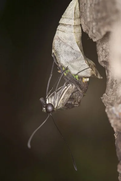 Κοντινό Πλάνο Του Αγαμέμνονα Graphium Ανεβαίνει Από Την Κούκλα Πεταλούδα — Φωτογραφία Αρχείου