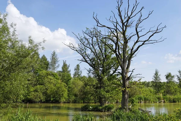 木の近くにシュヴァーベン行政管区 Blindheim ドイツのドナウ川の洪水地域が死んだ — ストック写真