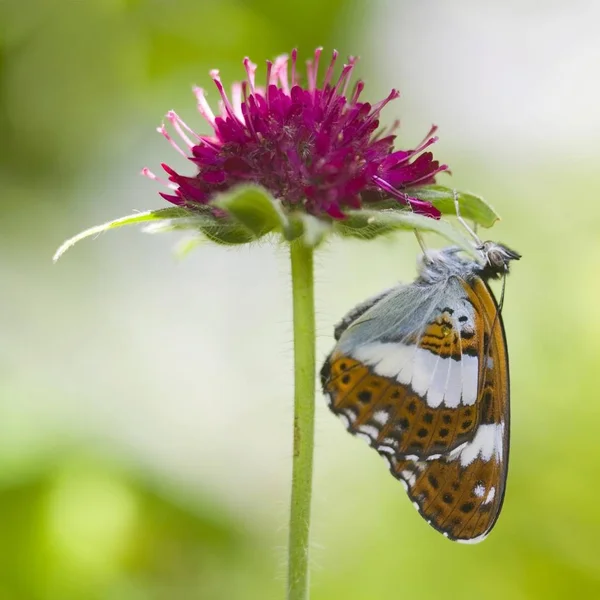 Papillon Amiral Blanc Ladoga Camilla — Photo