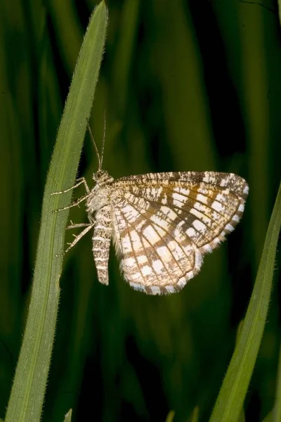 Semiothisa Clathrata Mariposa Sobre Hierba Verde Latticed Heath — Foto de Stock