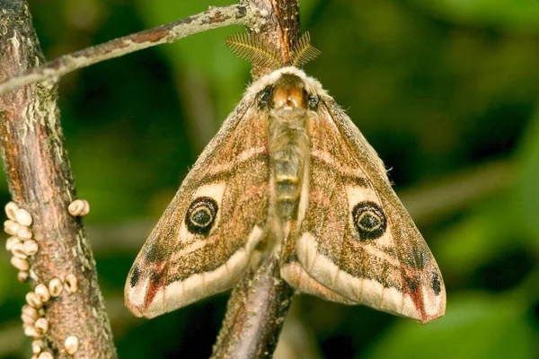 Eudia Pavonia Vlinder Zit Plant Buiten — Stockfoto