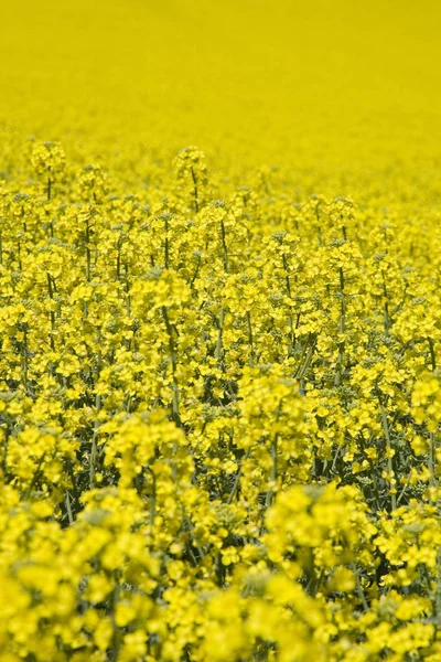 黄色開花菜の花畑 — ストック写真