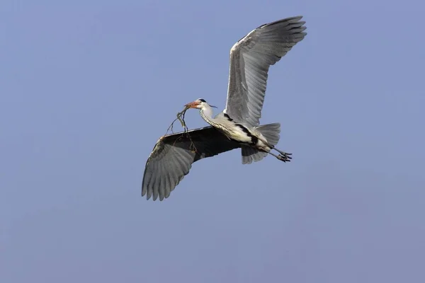 Héron gris volant — Photo