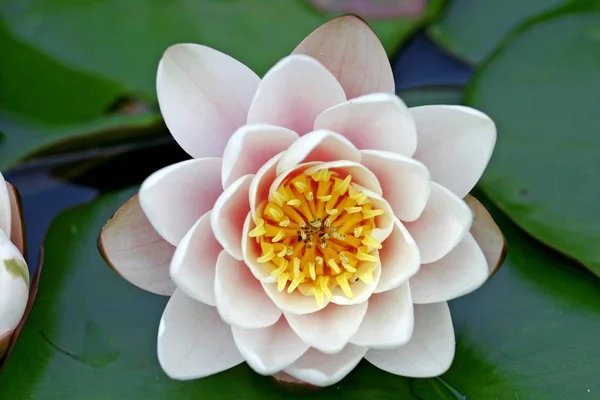 Белый Цветок Морской Розы Пруду Лили — стоковое фото