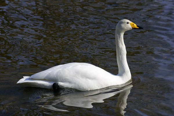 Whooper swan swimming — Stock Photo, Image