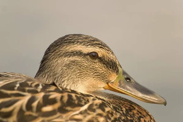 Kuş yeşilbaş ördek — Stok fotoğraf