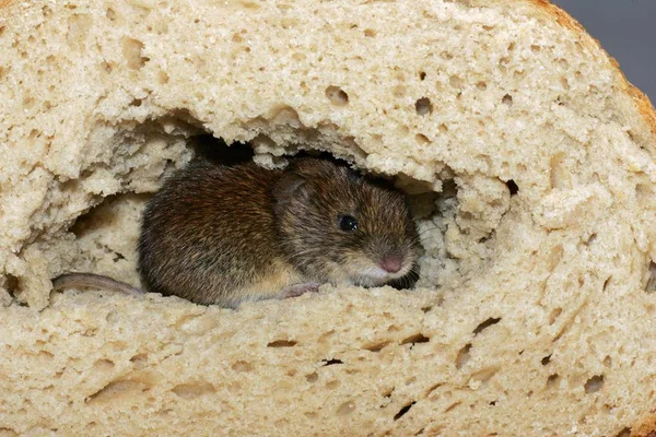 マウスのパンで座って食べたり — ストック写真