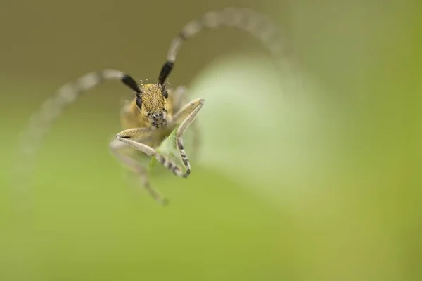 Close Agapanthia Villosoviridescens — Fotografia de Stock