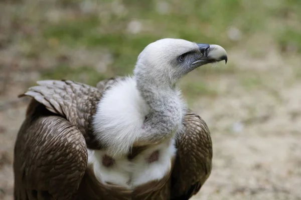 Fakó Keselyű Gyps Fulvus Bayerischer Wald Nemzeti Park Bajorország Németország — Stock Fotó