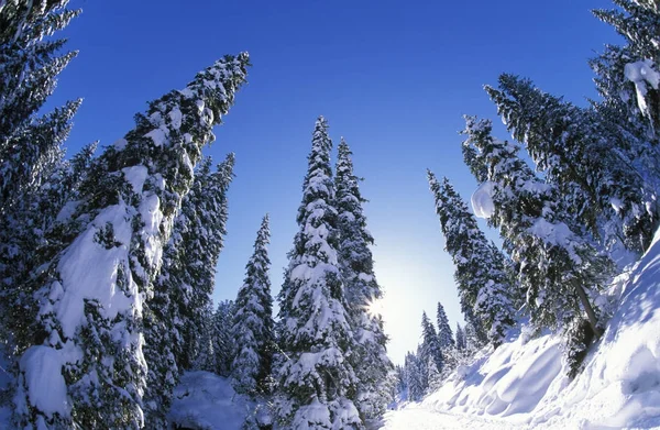 Foresta Invernale Zillertal Tirolo Austria Europa — Foto Stock