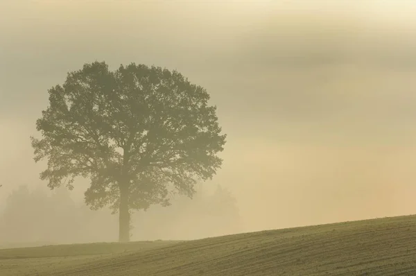 Eik Quercus Robur Mist — Stockfoto