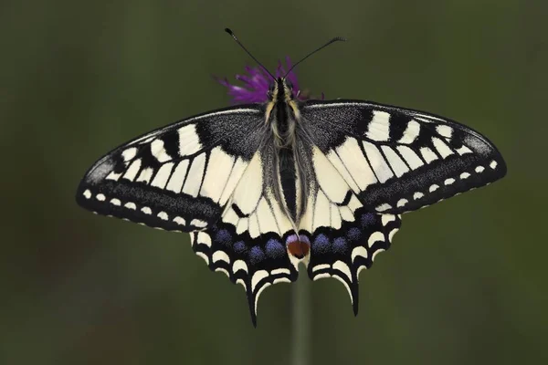 Tragar Cola Papilio Machaon Una Las Mariposas Más Bonitas Muy — Foto de Stock