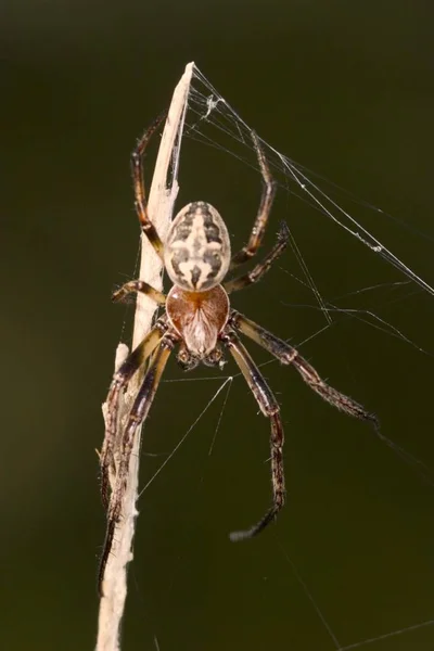 Larinioides Cornutus Örümcek Yaban Hayatı — Stok fotoğraf