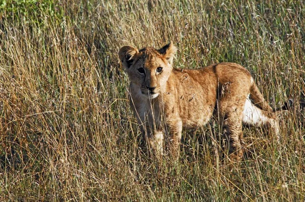 Leone Neonato Panthera Leo Masai Mara Kenya Africa — Foto Stock